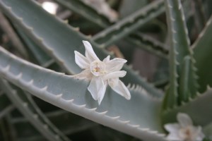 My very old aloe plant flowered