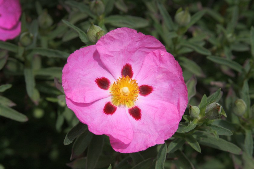 rockrose